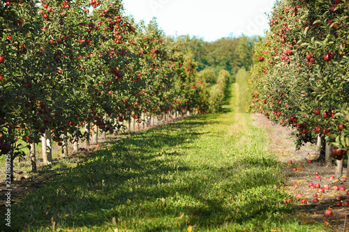 Quadro su tela Beautiful view of apple orchard on sunny autumn day