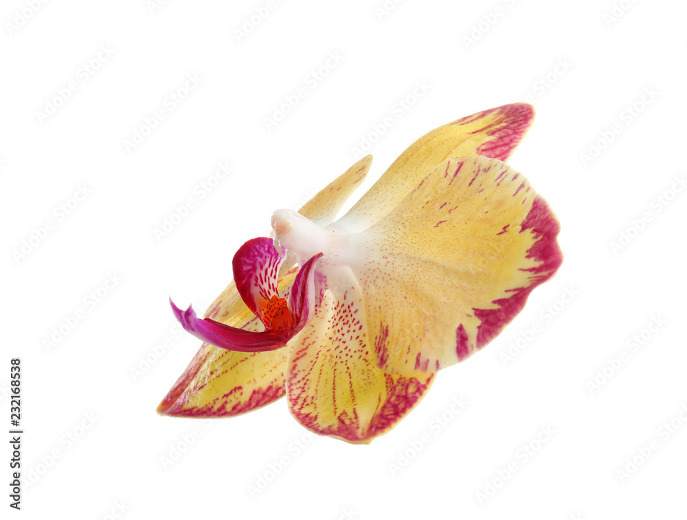 Fototapeta premium Beautiful tropical orchid flower on white background