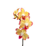 Branch with beautiful tropical orchid flowers on white background