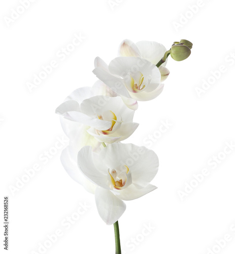 Fototapeta Naklejka Na Ścianę i Meble -  Branch with beautiful tropical orchid flowers on white background