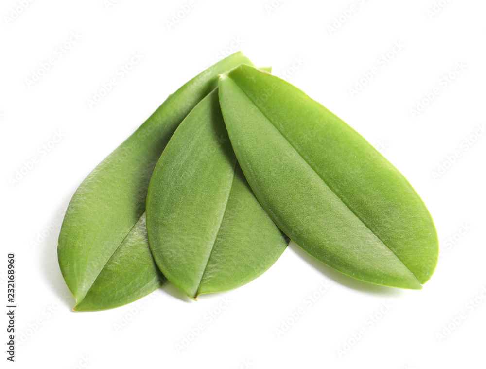Green orchid leaves on white background. Tropical plant Green orchid leaves on white background. Tropical plant