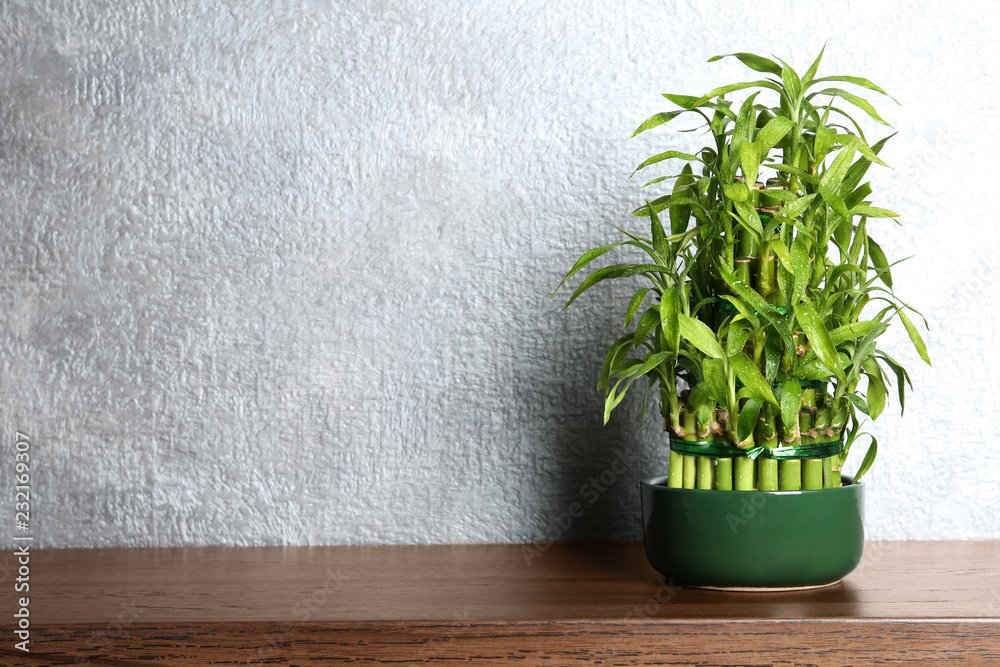 Table with potted bamboo plant near color wall. Space for text Table with potted bamboo plant near color wall. Space for text