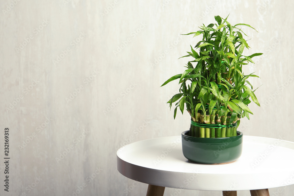 Table with potted bamboo plant near color wall. Space for text