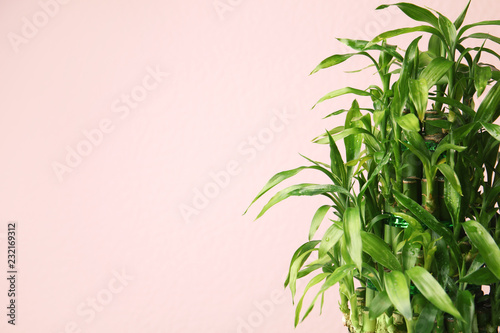 Bamboo plant with green leaves on color background. Space for text