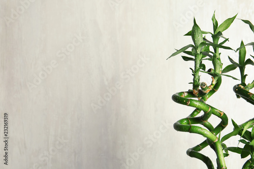 Green bamboo plant with leaves on light background. Space for text