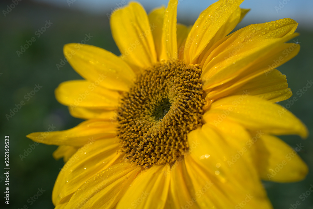 Sonnenblume lächelt die Sonne an Sonnenblume lächelt die Sonne an