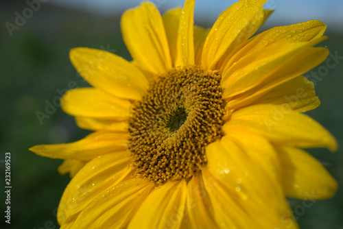 Sonnenblume l  chelt die Sonne an