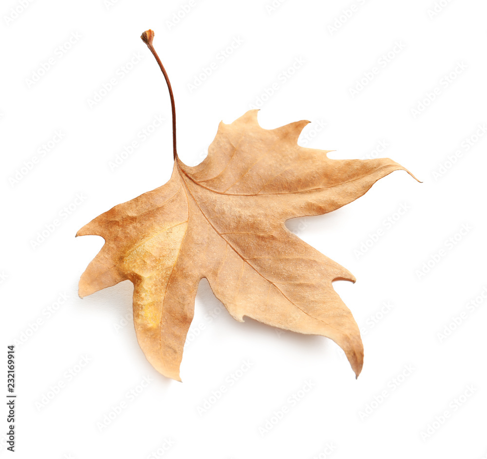 Naklejka premium Beautiful autumn leaf on white background. Fall foliage