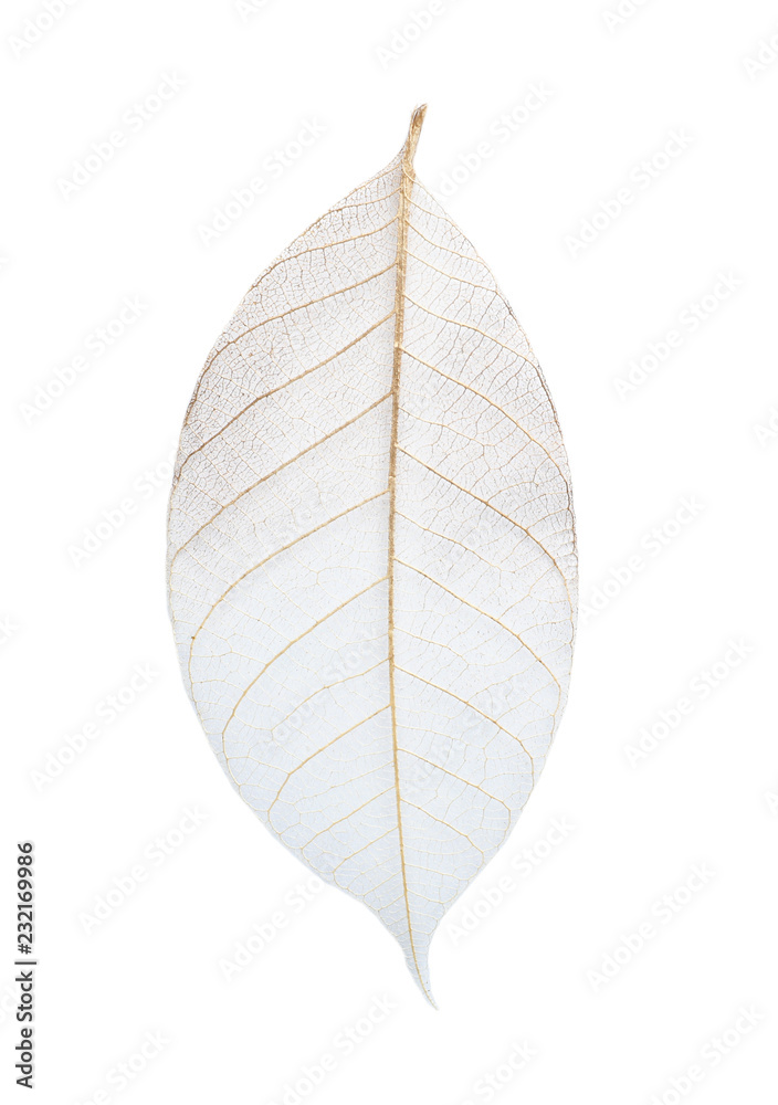 Beautiful decorative skeleton leaf on white background