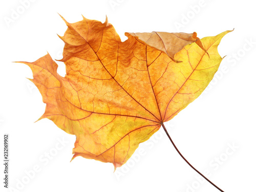 Beautiful autumn leaf on white background. Fall foliage