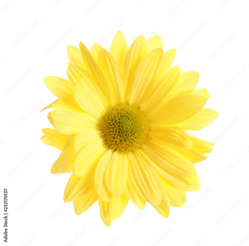 Beautiful and delicate chamomile flower on white background