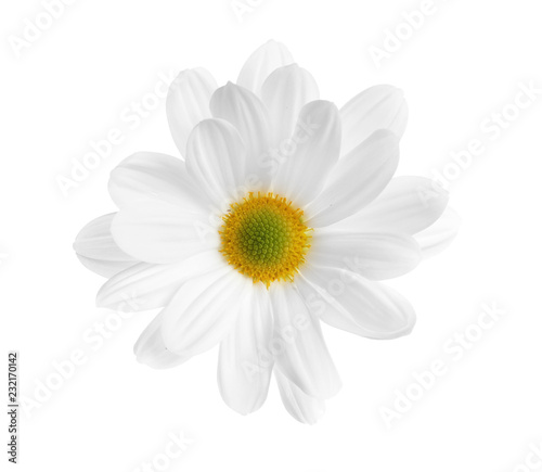 Beautiful and delicate chamomile flower on white background