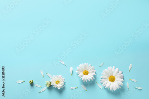 Fototapeta Naklejka Na Ścianę i Meble -  Beautiful and delicate chamomile flower on white background