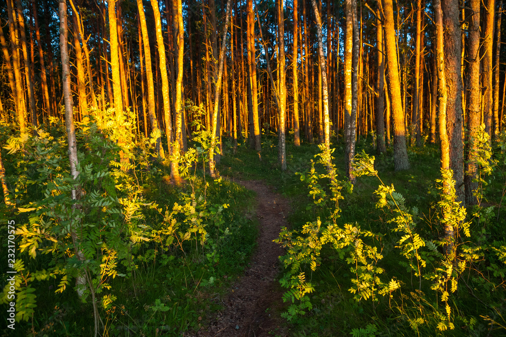 Obraz premium Pine forest. Summer. Sunset.