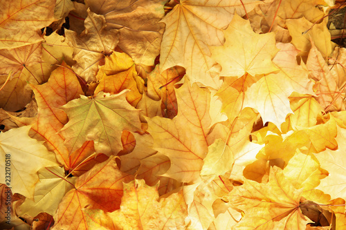 Dry fallen autumn leaves on sunny day as background