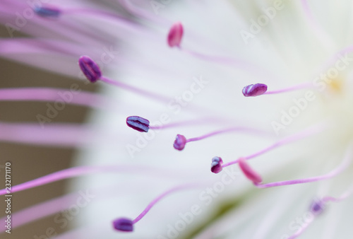 Stamens of a caper flower photo