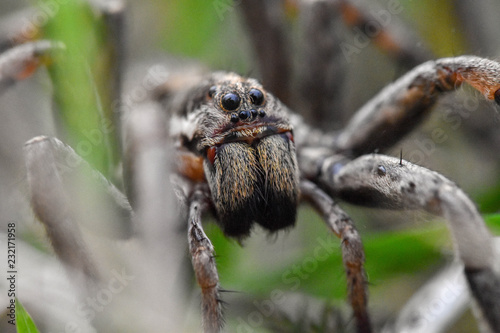 Closeup of the scary-looking face of a wolf-spider (Hogna Radiata) in its natural habitat among the grasses
