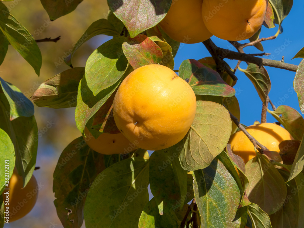 Diospyros kaki 'Vaniglia' - Le plaqueminier au kaki vanille, un fruit  d'automne de couleur orangé au parfum vanillé. Stock Photo | Adobe Stock