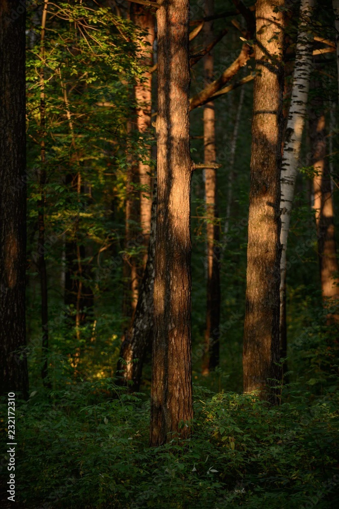 Fototapeta premium Night forest