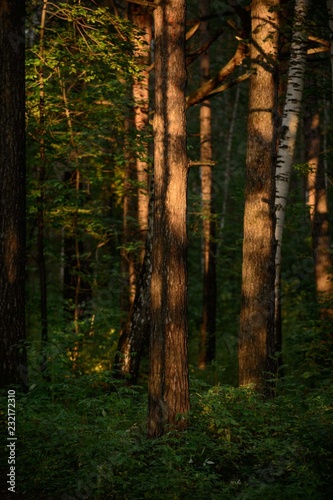 Night forest © Алексей Владыкин