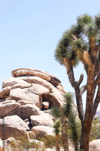 Joshua Tree