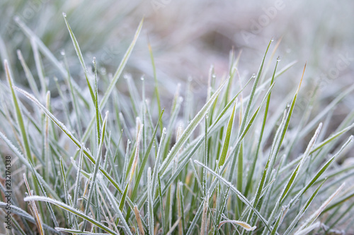 frost on green grass, cold weather © Angelina