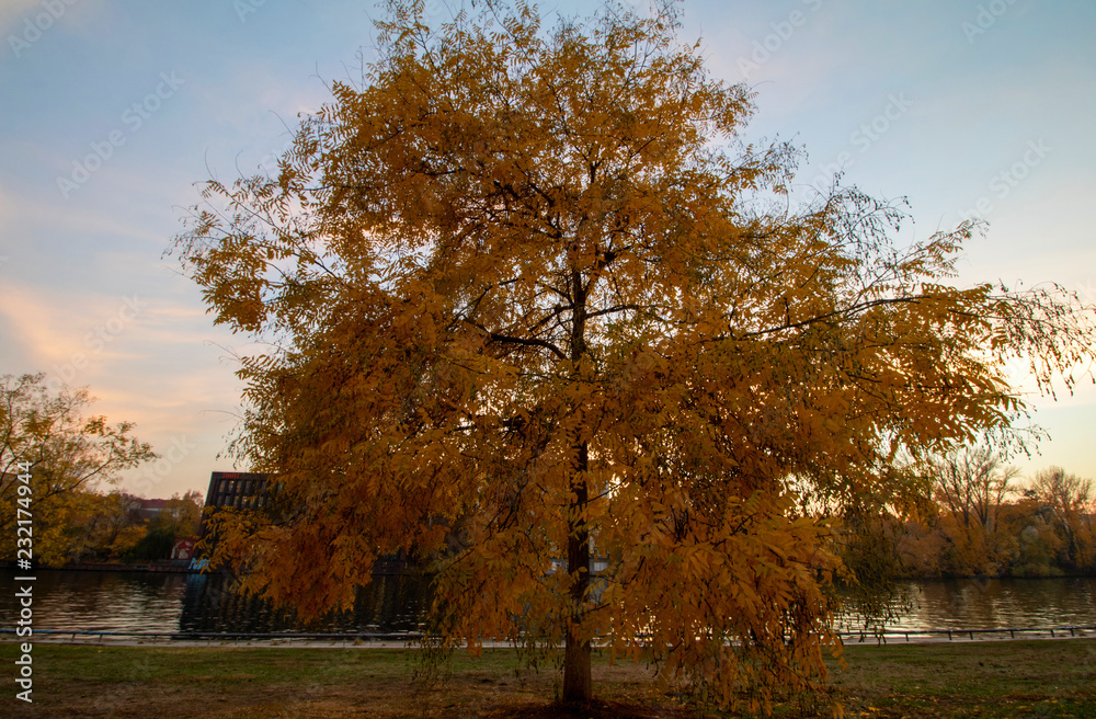 a yellow orange color tree in autumn in front of  berlin spree river