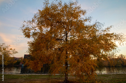 a yellow orange color tree in autumn in front of  berlin spree river © livethemoment
