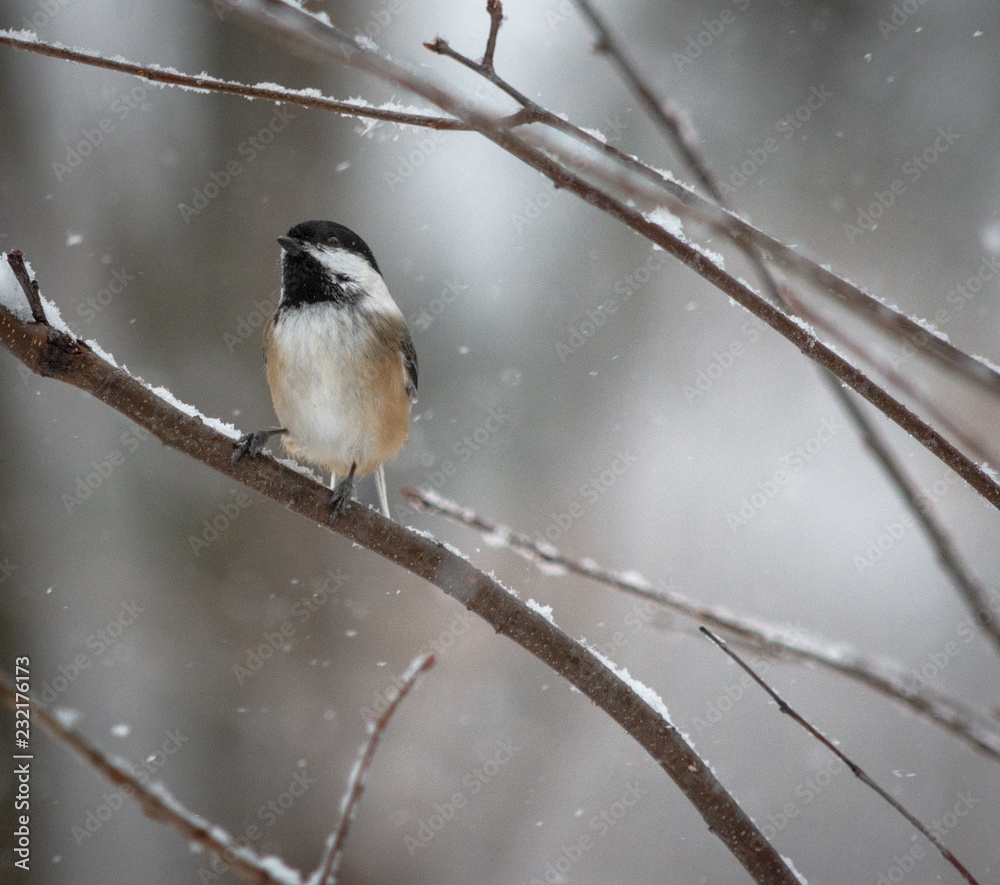 Chickadee in Snowstorm On Twig in woods snow falling Chickadee in Snowstorm On Twig in woods snow falling