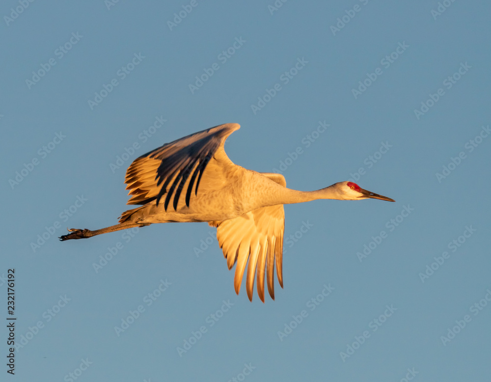 Obraz premium Sandhill crane in flight over field at Bosque del Apache National Wildlife Refuge, New Mexico