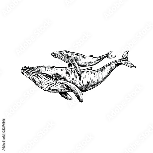 Mother and child whales black and white hand drawn ink illustration