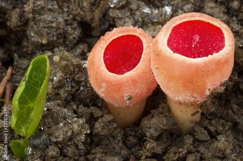 Mushrooms in the forest, photographed in the Czech Republic, Europe photo