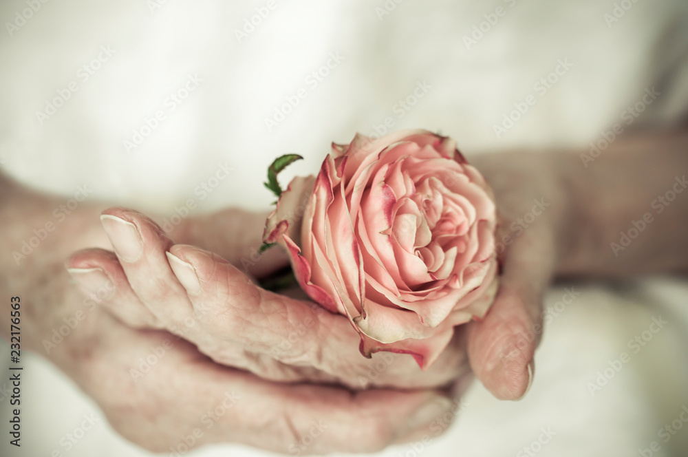 Hands of an old woman are holding a rose / Old women hands hold a red rose.