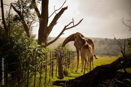 Giraffe © Michael