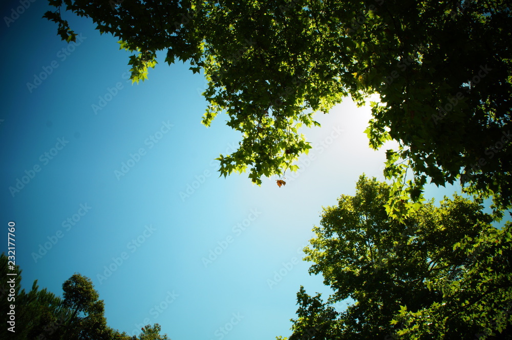 Obraz premium Weingut Boschendal