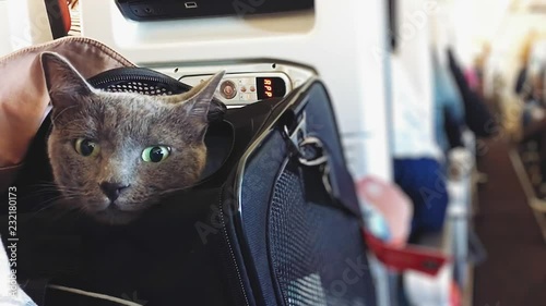 Cat looking arround in a plane while sitting in her basket.