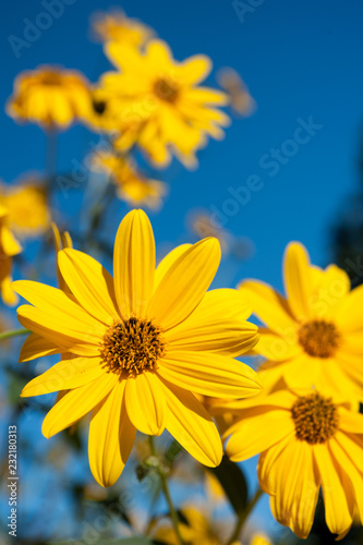 a yellow heliantus topinanbur flower in nature photo