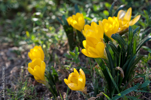  Sternbergia lutea blooming in a sunny day of autumn..