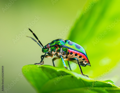 green bug close up on leaf
