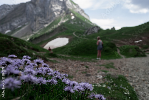 Flowers on the moutainside