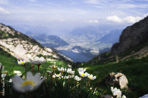 Flowers on the moutainside