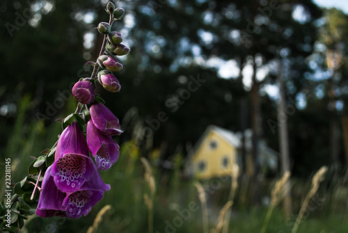 Beautiful pruple flower with yeloow house in background photo