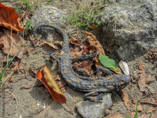  Dead Dried salamander on a forest path in autumn. Rhodope Mountain, Bulgaria. 