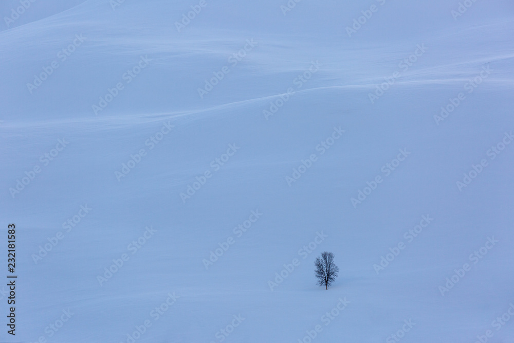 Minimalistic winter landscape with snow and a lonely tree Minimalistic winter landscape with snow and a lonely tree