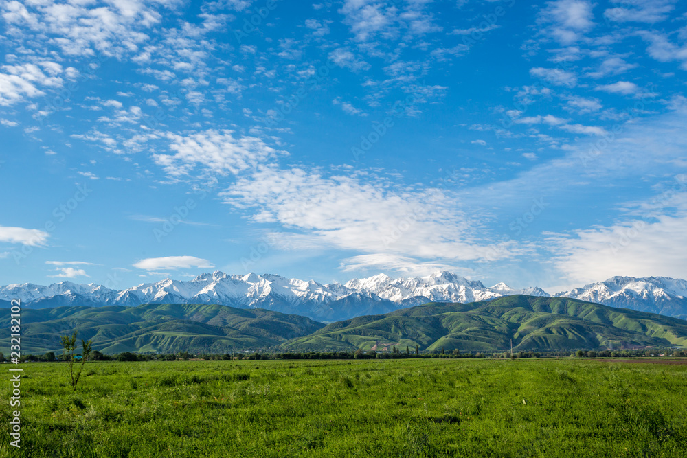 Green summer pasture and snowy peaks in the background