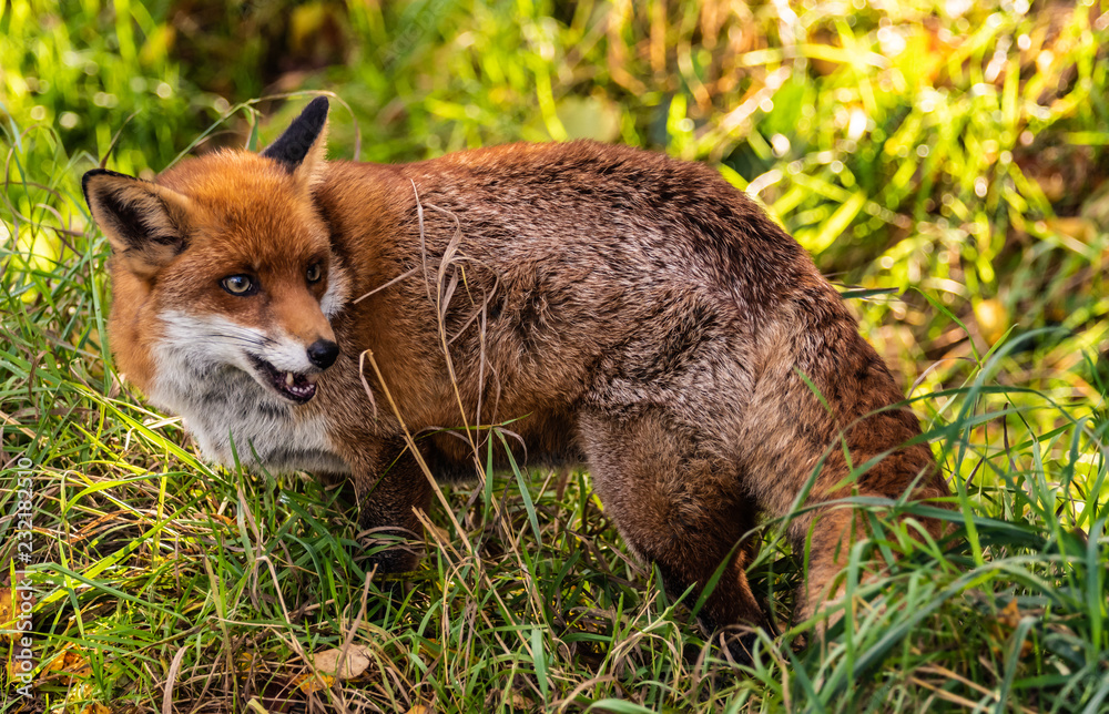 Obraz premium Fox