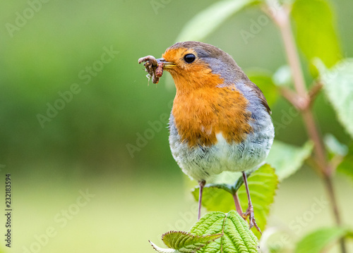 European robin with beakful of insects against a green background