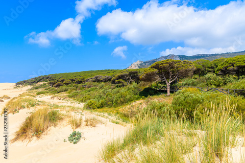 Green pine trees and sand dunes on Bolonia beach near Tarifa town  Spain