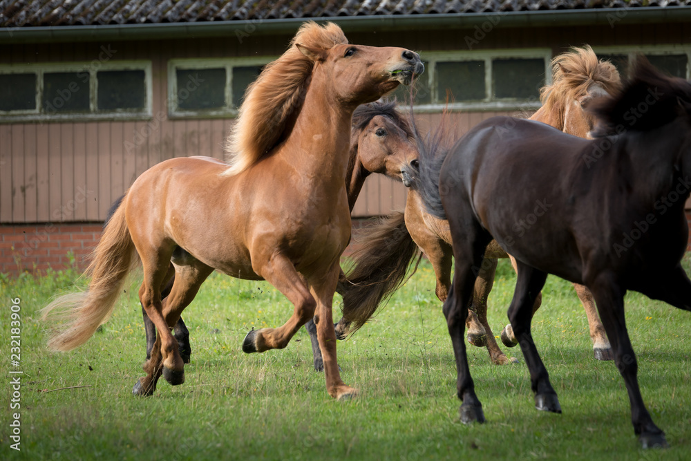 Fototapeta premium Island Pferd