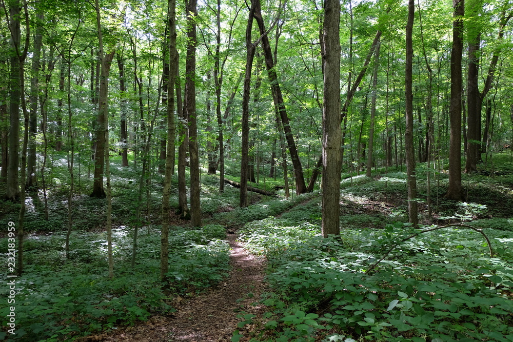 forest path forest path